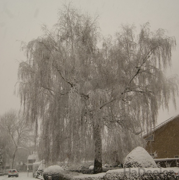 171210-PK-sneeuwval in Heeswijk-_3_.JPG